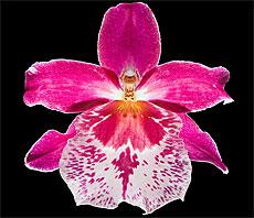 Jpg orchidee230 2