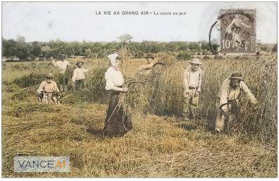 Wm colorize carte postale ancienne 03 la coupe du ble a la main 1913 paysans et metiers de la campagne